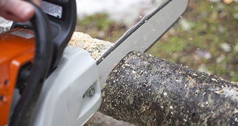 sega taglia tronco di un albero