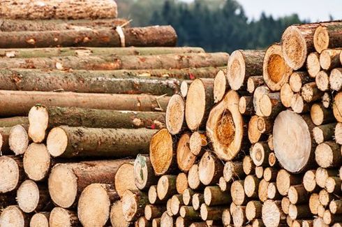 sega taglia tronco di un albero