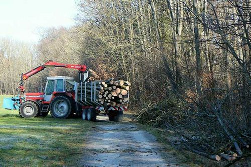 sega elettrica taglia ramo di albero