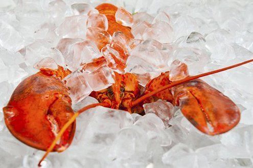 ice for fresh foods