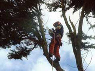 tree crown reduction