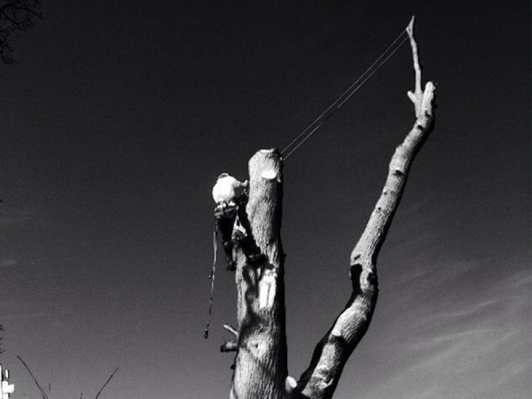 tree cutting