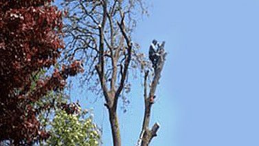 tree surgery