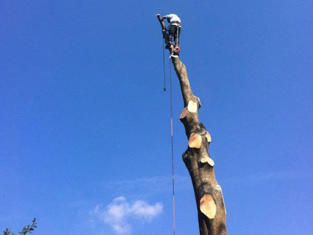 tree felling