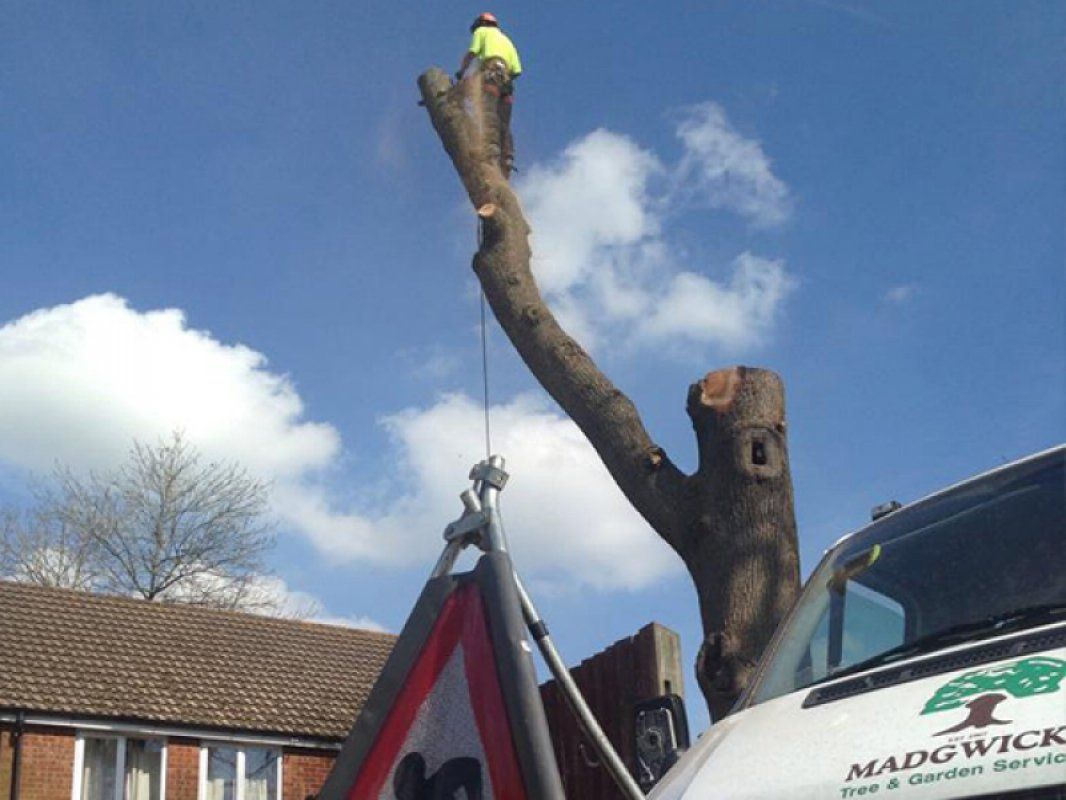 tree removal