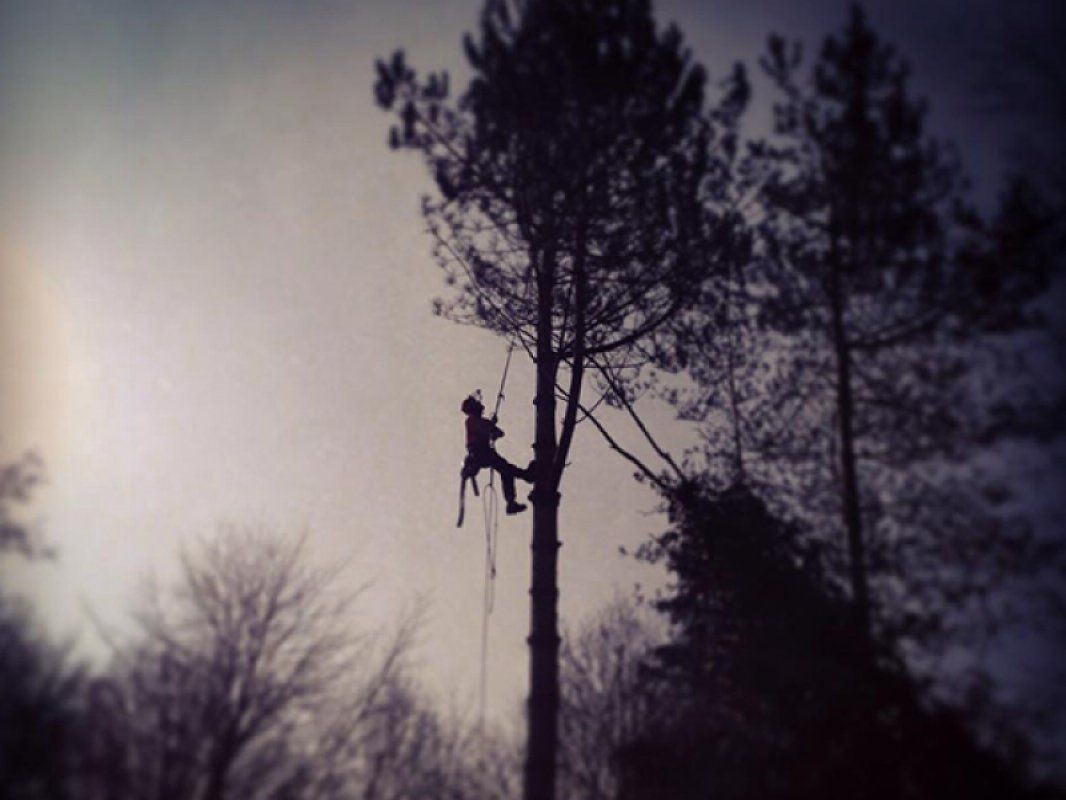Tree services