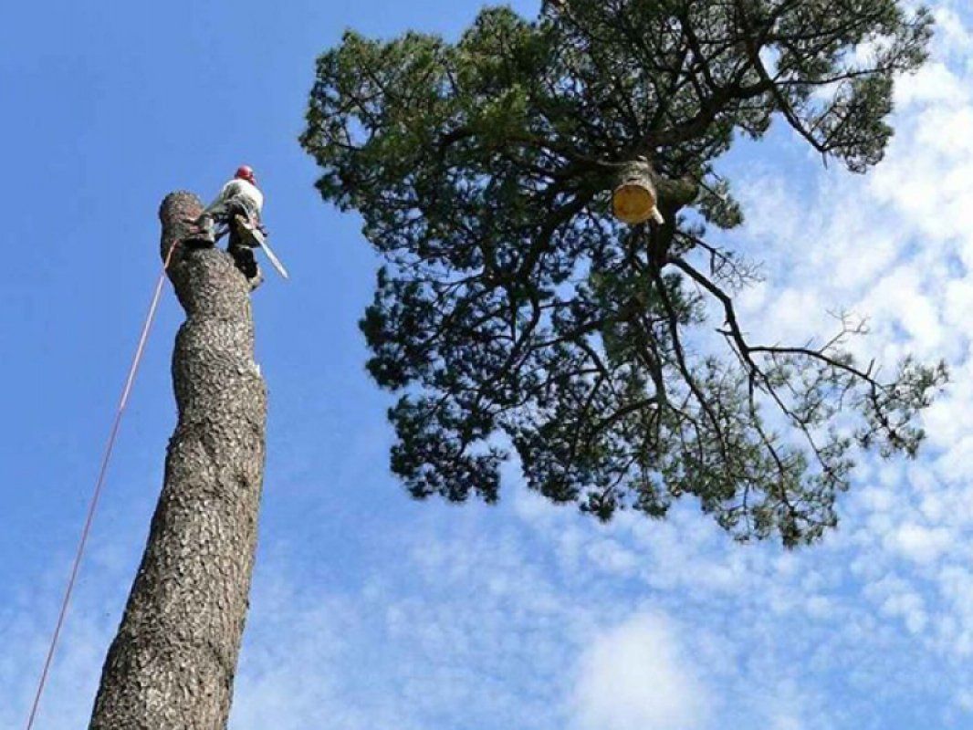 tree cutting