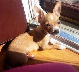 Chihuahua sitting at window