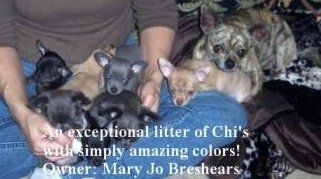large group of Chihuahuas