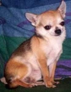 Red fawn sable Chihuahua