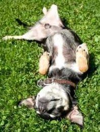 Cute puppy on his back