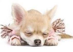 small female Chihuahua puppy