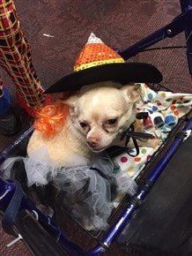 hihuahua-witch-halloween-costume