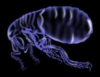close up of flea