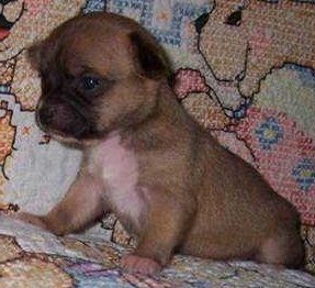 Chihuahua puppy on sofa