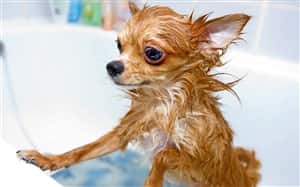 Chihuahua in a bathtub