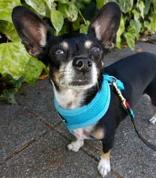Adopted Chihuahua dog out on a walk