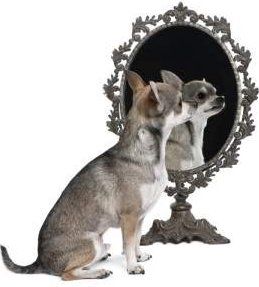 Groomed Chihuahua