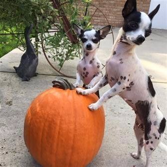 chihuahua-on-halloween