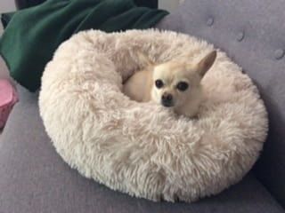 Chihuahua hiding in blanket