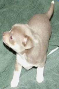 blue fawn Chihuahua