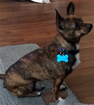 Brindle Chihuahua shelter dog