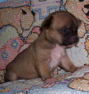 Chihuahua with black mask, white markings