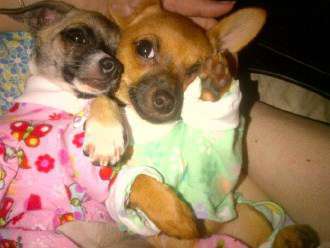 2 Chihuahua puppies