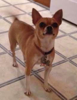 Chihuahua listening to owner