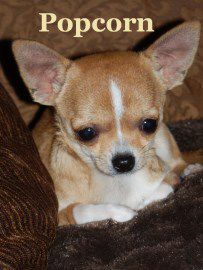Chihuahua-01