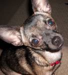 Tri colored Chihuahua