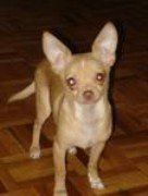 Chihuahua-04