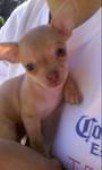 Chihuahua-05