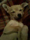 Chihuahua-08