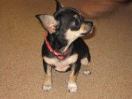 Chihuahua-10