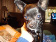 Chihuahua-11
