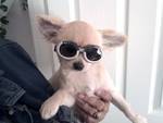 Chihuahua-12