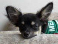 Chihuahua-014