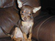 Chihuahua-18