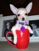 Chihuahua-20
