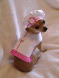 female Chihuahua-03