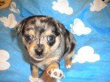 Merle Chihuahua puppy