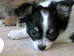 Black and white Chihuahua