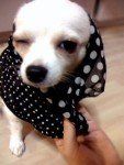 putting clothes on Chihuahua