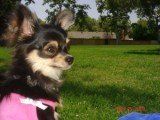 Chihuahua profile