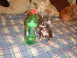 Very tiny Chihuahua