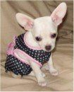 Cream Chihuahua