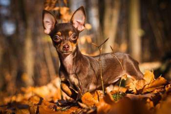 Chihuahua playing outside