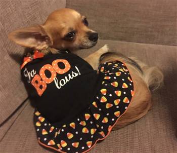 chihuahua-halloween-boo-dress