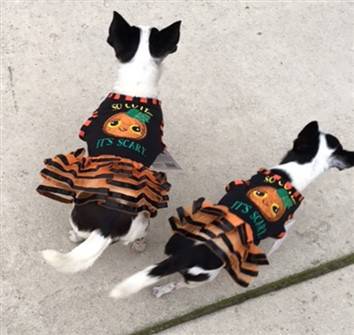 Chihuahua Halloween dress